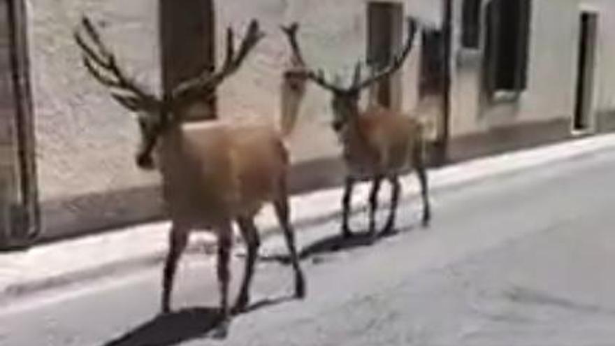 Ni Villardiegua ni Ferreras de Abajo: el vídeo de los ciervos es un bulo