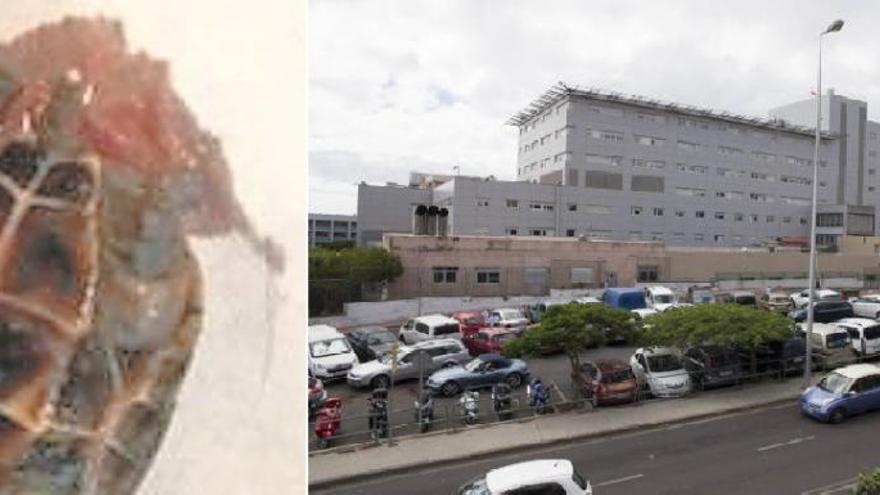 La joven a la que se extrajo una tortuga de la vagina en Tenerife no aclara si fue agredida