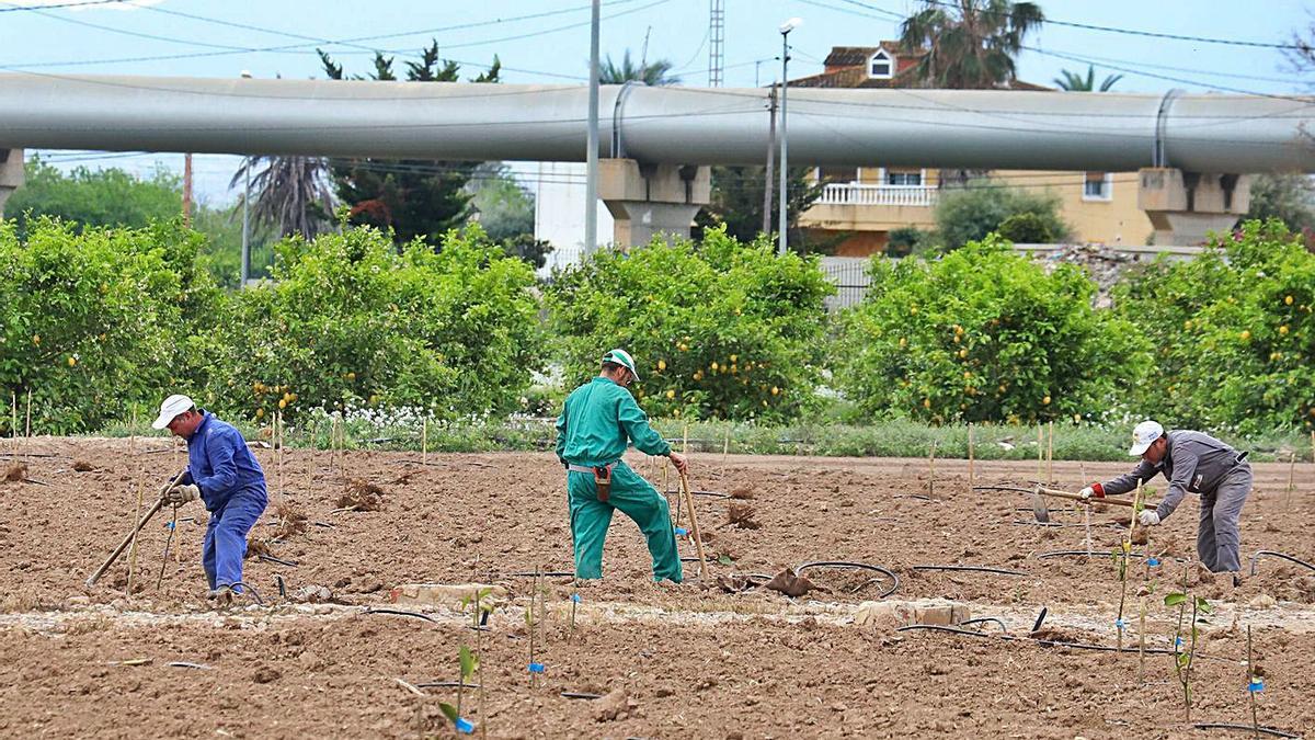 Trabajadores del campo de Alicante junto al canal Tajo-Segura. | TONY SEVILLA