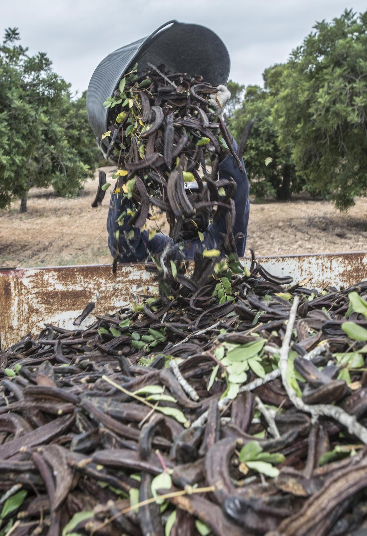 Tareas de recolección de algarrobas en una finca de Torremendo