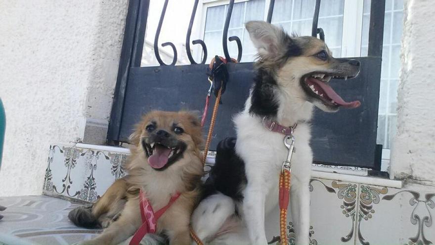 El calor, una amenaza para los perros en el coche