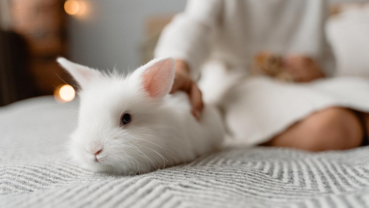 Estos son los animales que ya no se podrán tener en casa