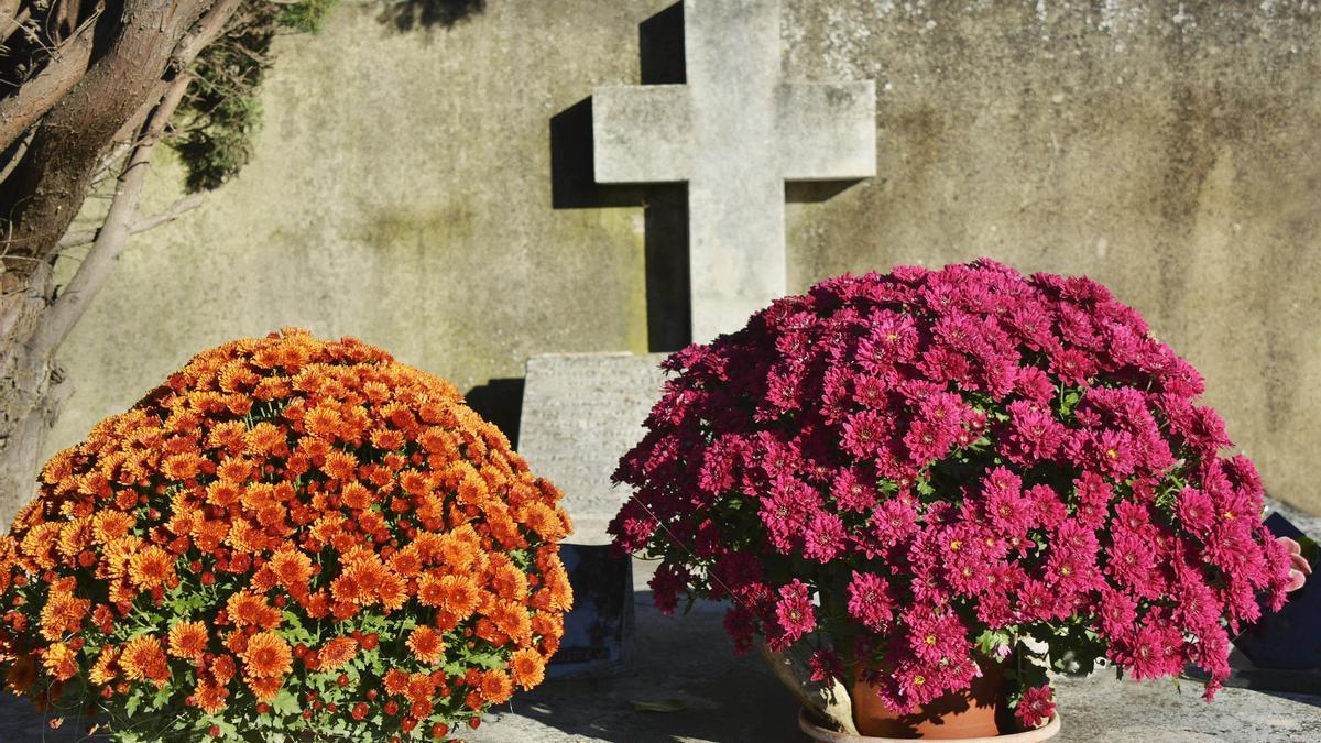 Los crisantemos son unas de las flores más típicas en los cementarios.