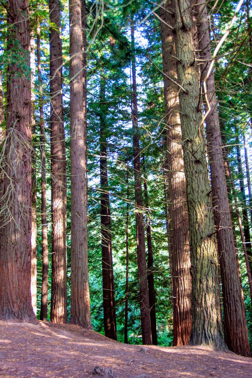 Secuoyas en Cabezón de la Sal.