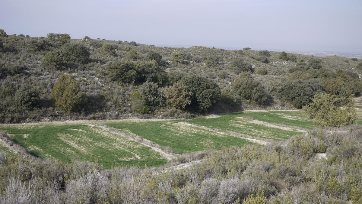 Zona de pastoreo de Leciñena, que se incluyó en el estudio, junto a Belchite y Mediana de Aragón.