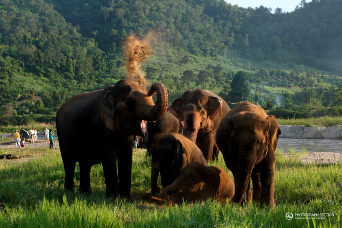 Elephant Camp