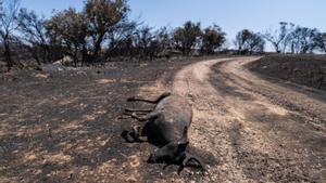 L’abans i el després dels incendis de la Segarra