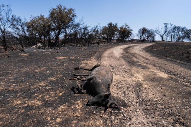 Lleida bajo el fuego: desde animales afectados hasta el trabajo de bomberos y payeses en la "zona cero"