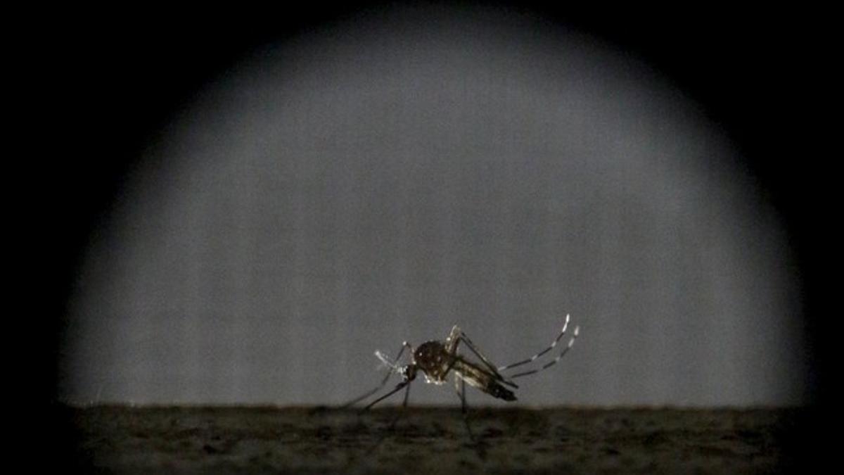 A sterile female Aedes aegypti mosquito is seen in a research area to prevent the spread of Zika virus and other mosquito-borne diseases, at the entomology department of the Ministry of Public Health, in Guatemala City