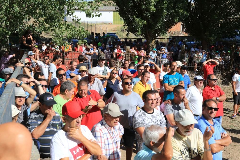 Encierro en Villamor de los Escuderos