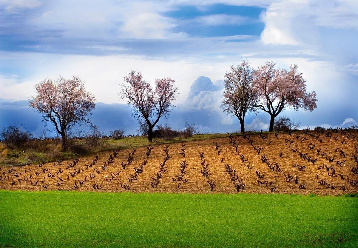 Viñedos de las bodegas Neo