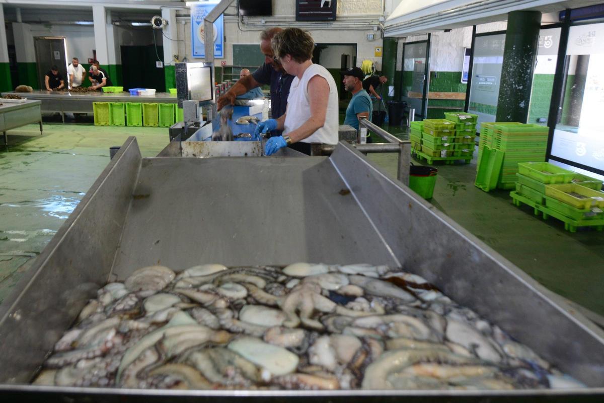 Pulpo descargado en el interior de la lonja de Bueu antes de ser clasificado.