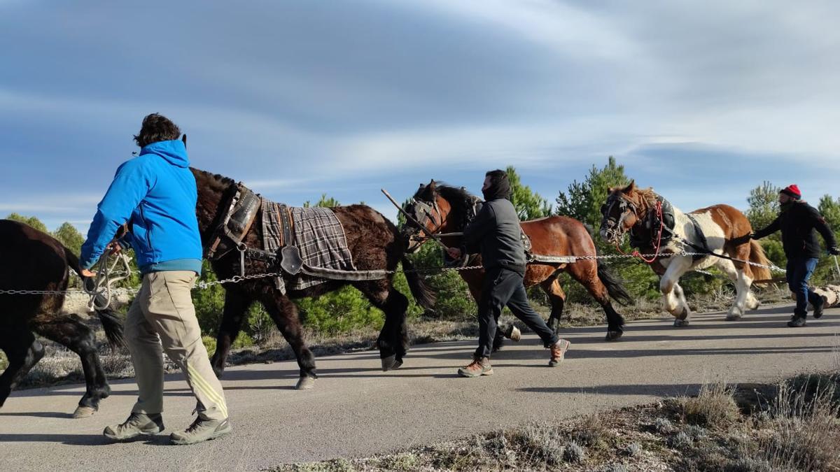 Como es tradición, la localidad se prepara para la celebración de la festividad de Sant Antoni