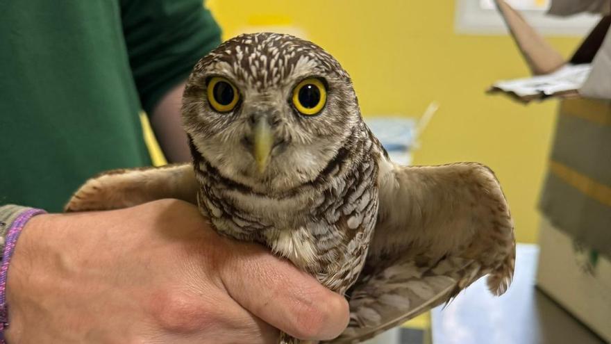 Final feliz para dos mochuelos 'polizones' llegados a Cartagena desde EEUU