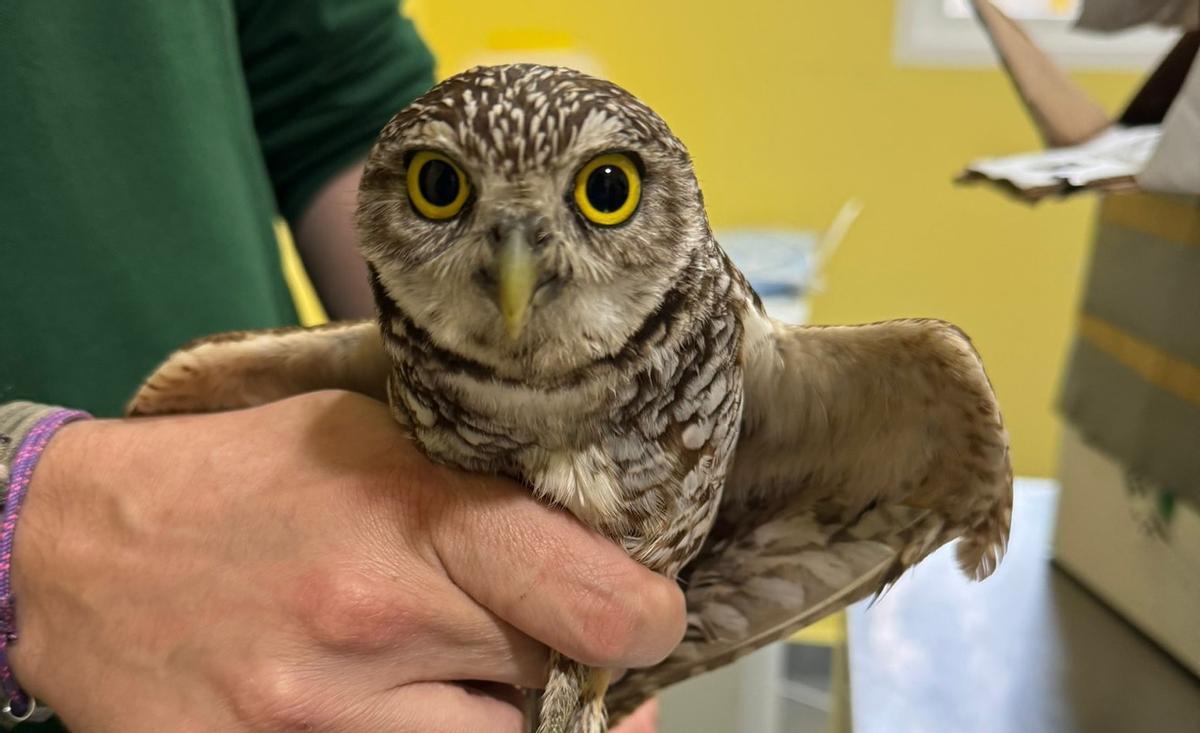 Uno de los mochuelos de madriguera repatriado tras sus cuidados en la Región de Murcia.