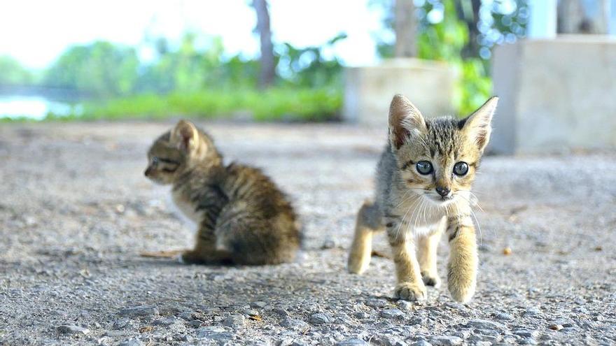 Daño moral por la pérdida de un animal