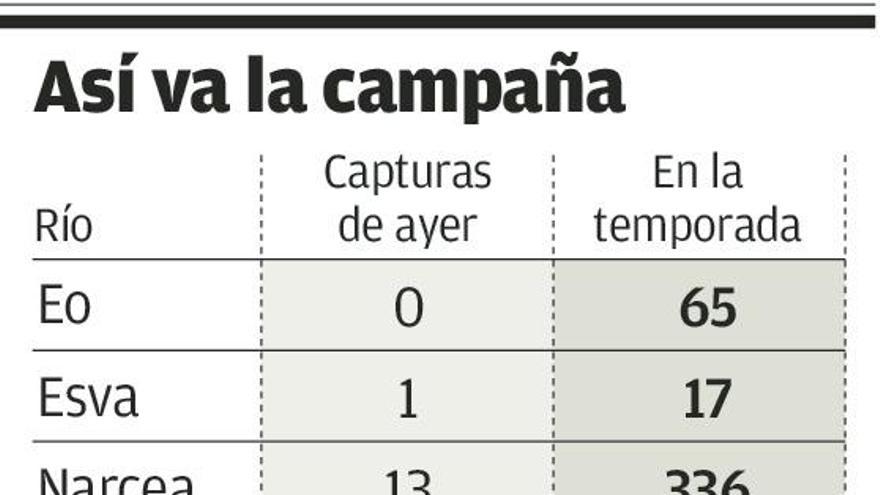 Continúa el éxito de la mosca, con 25 salmones sacados ayer