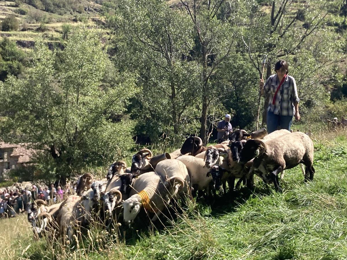 Un pastor amb el ramat a punt de manar el gos