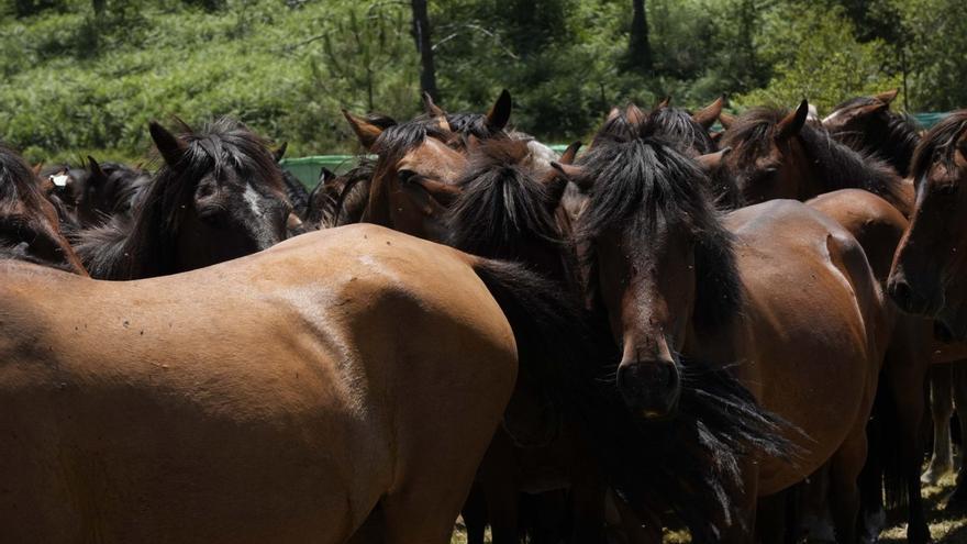 Las bestas de Sabucedo dejan atrás un invierno con poco pasto por las lluvias