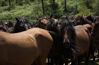 Las bestas de Sabucedo dejan atrás un invierno con poco pasto por las lluvias