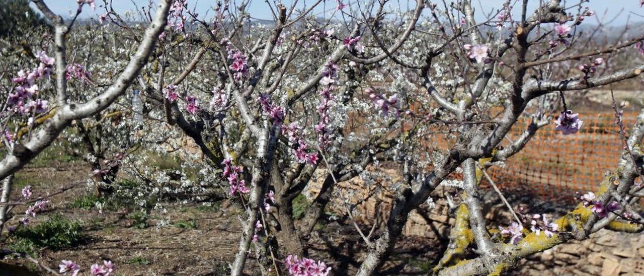 El frío mermará un 10 % la cosecha de fruta de hueso pero mejorará los precios