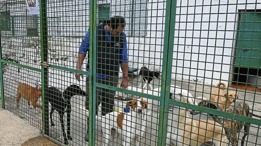 El alcalde de Plasencia abre la puerta a que no se cobre la tasa por tener perro