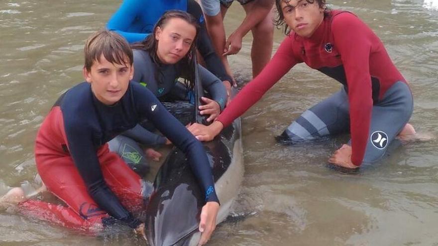 Aparece un delfín herido en la playa de San Pedro de Bocamar
