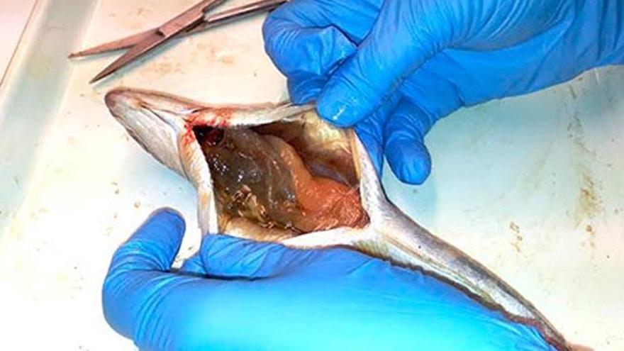 Imagen de uno de los ejemplares de la investigación con plástico en el estómago.