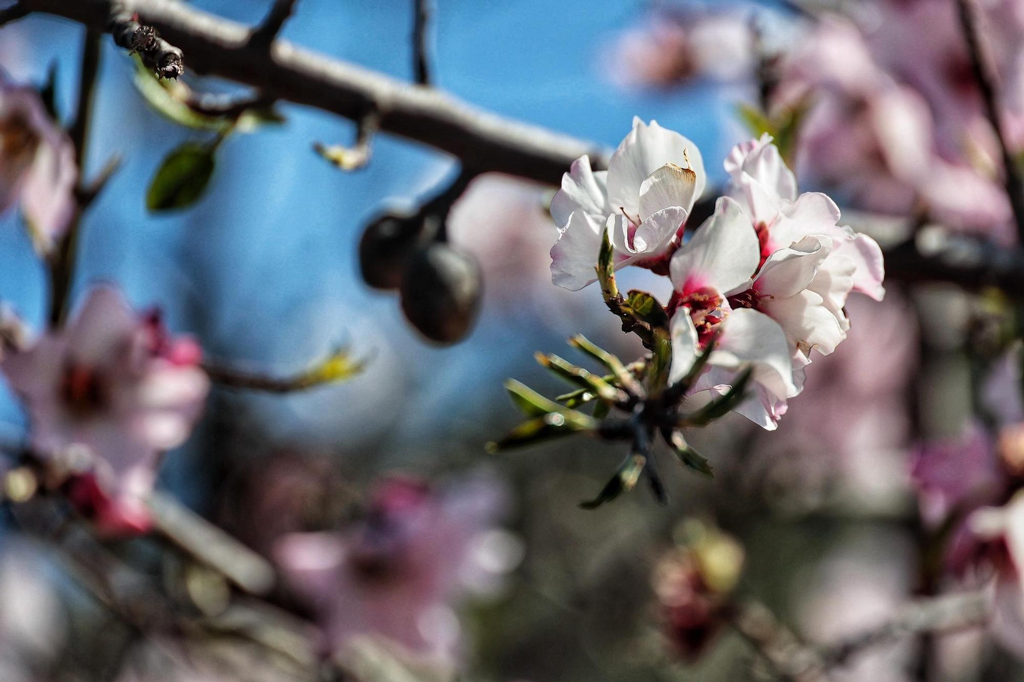 Pateos para ver el almendro en flor