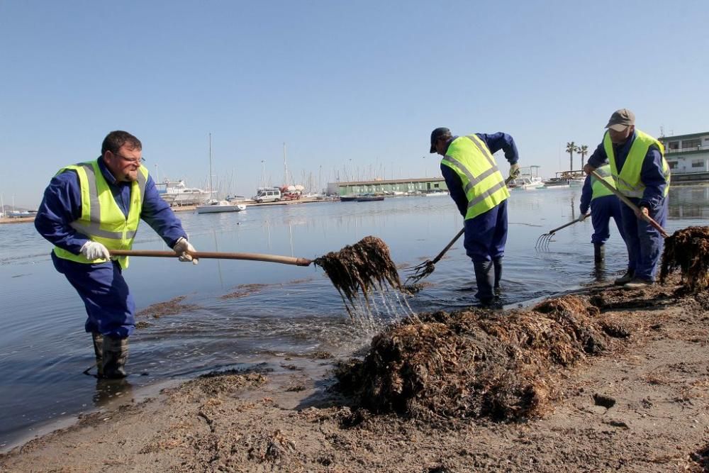 Así trabaja la brigada de limpieza en el Mar Menor