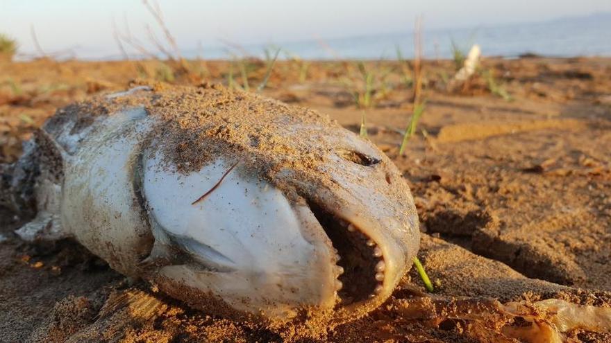 Peces muertos en el Mar Menor