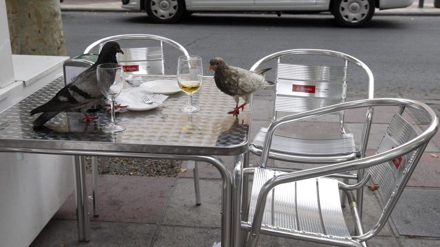 Murcia registra más de 20 nuevas especies de aves en la zona sur