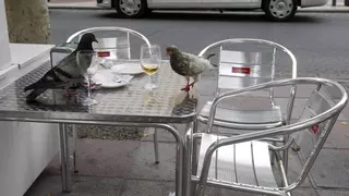 Murcia registra más de 20 nuevas especies de aves en la zona sur