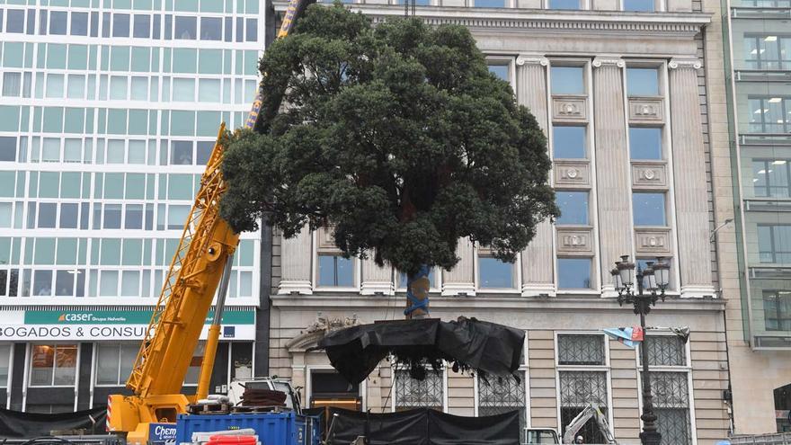Traslado del metrosidero del Cantón Grande