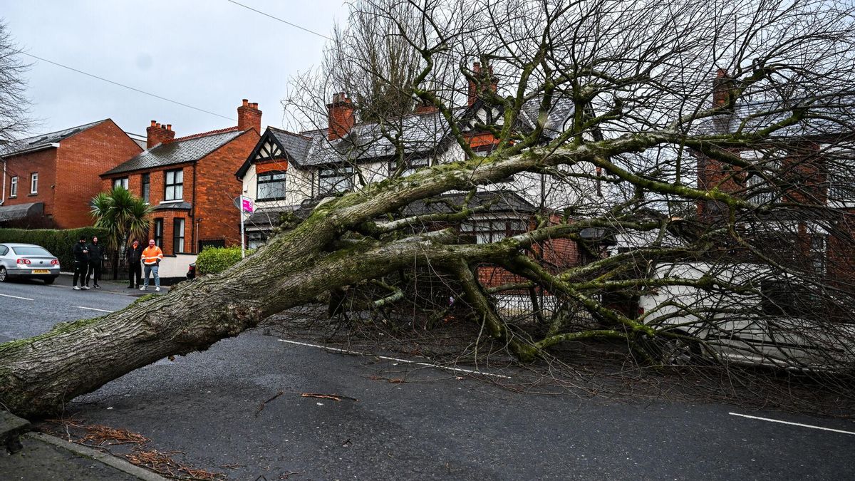 Belfast (United Kingdom), 24/01/2025.- A fallen tree blown over in the wind during storm Eowyn in Donegal Road, Belfast, Northern Ireland 24 January 2025. The UK's Met Office has issued issued a red danger to life warning across Northern Ireland, while schools, colleges, the courts and many shops are closed and public transport is suspended. (tormenta, Irlanda, Reino Unido) EFE/EPA/MARIE THERESE HURSON