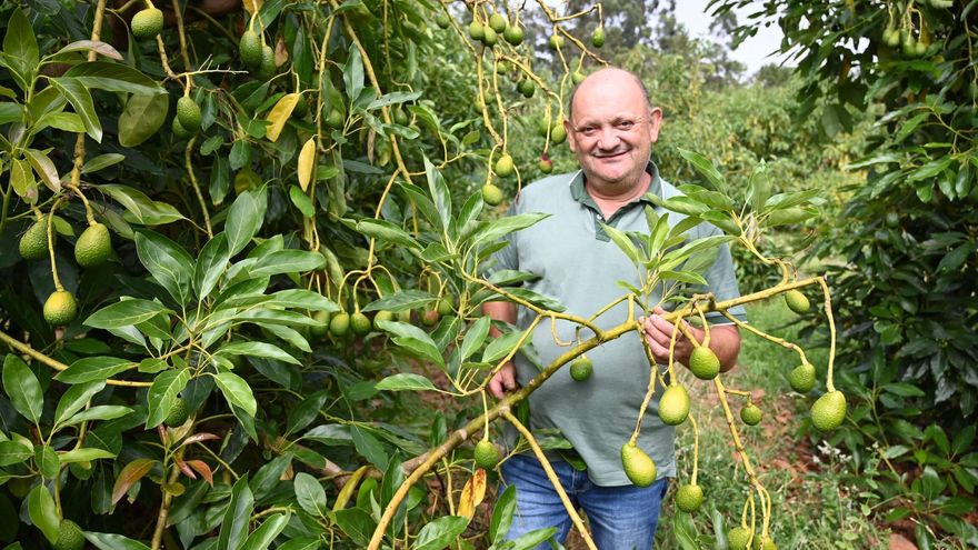 Aguacates, ¿el negocio del futuro?