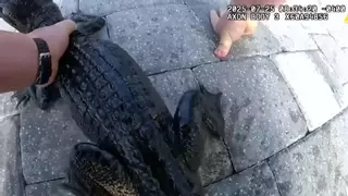 Capturan a un caimán en una piscina de Florida