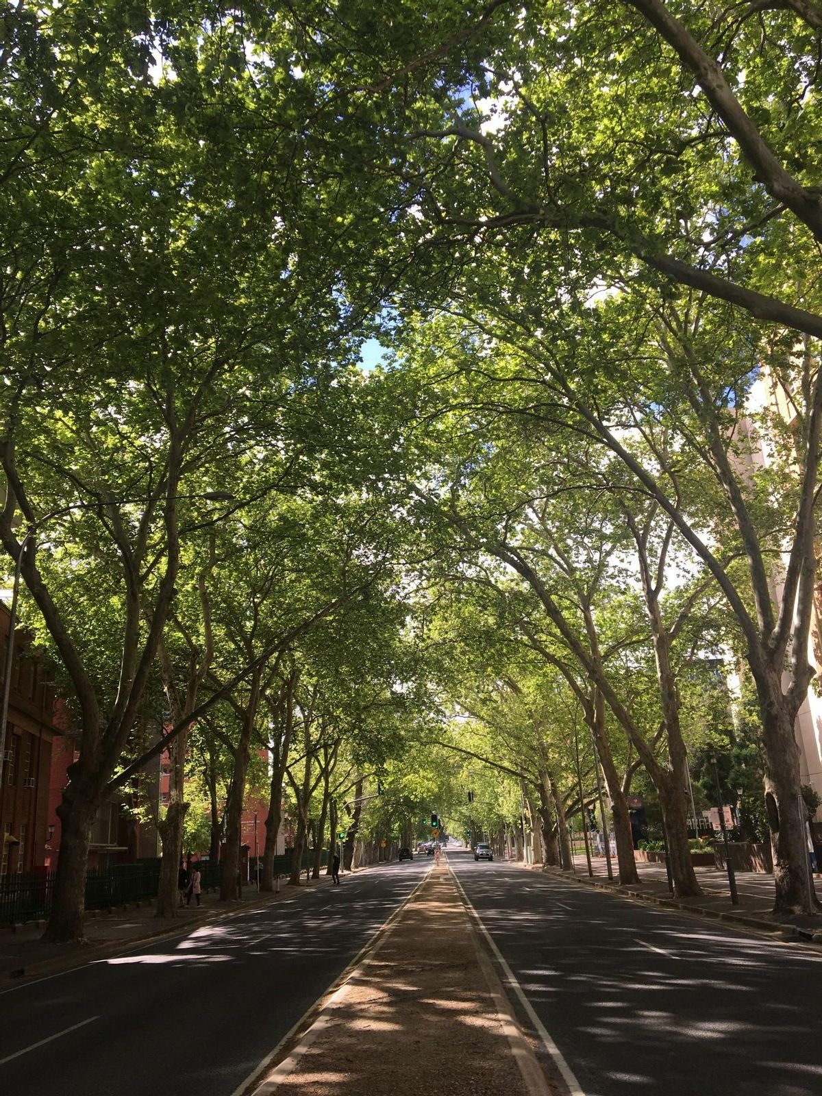 Un ejemplo de cómo los árboles protegen las calles del sol, creando un ambiente más fresco en Adelaida