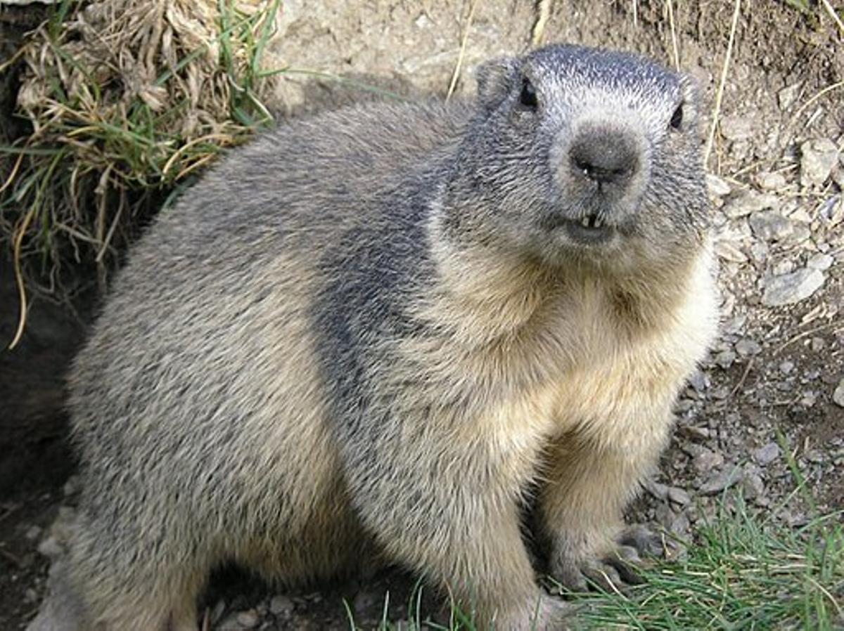 Marmota de los Alpes franceses.