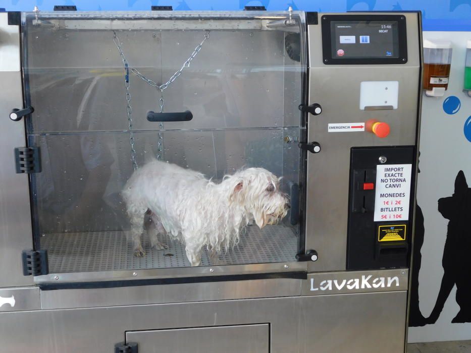 Manresa ja renta gossos a màquina