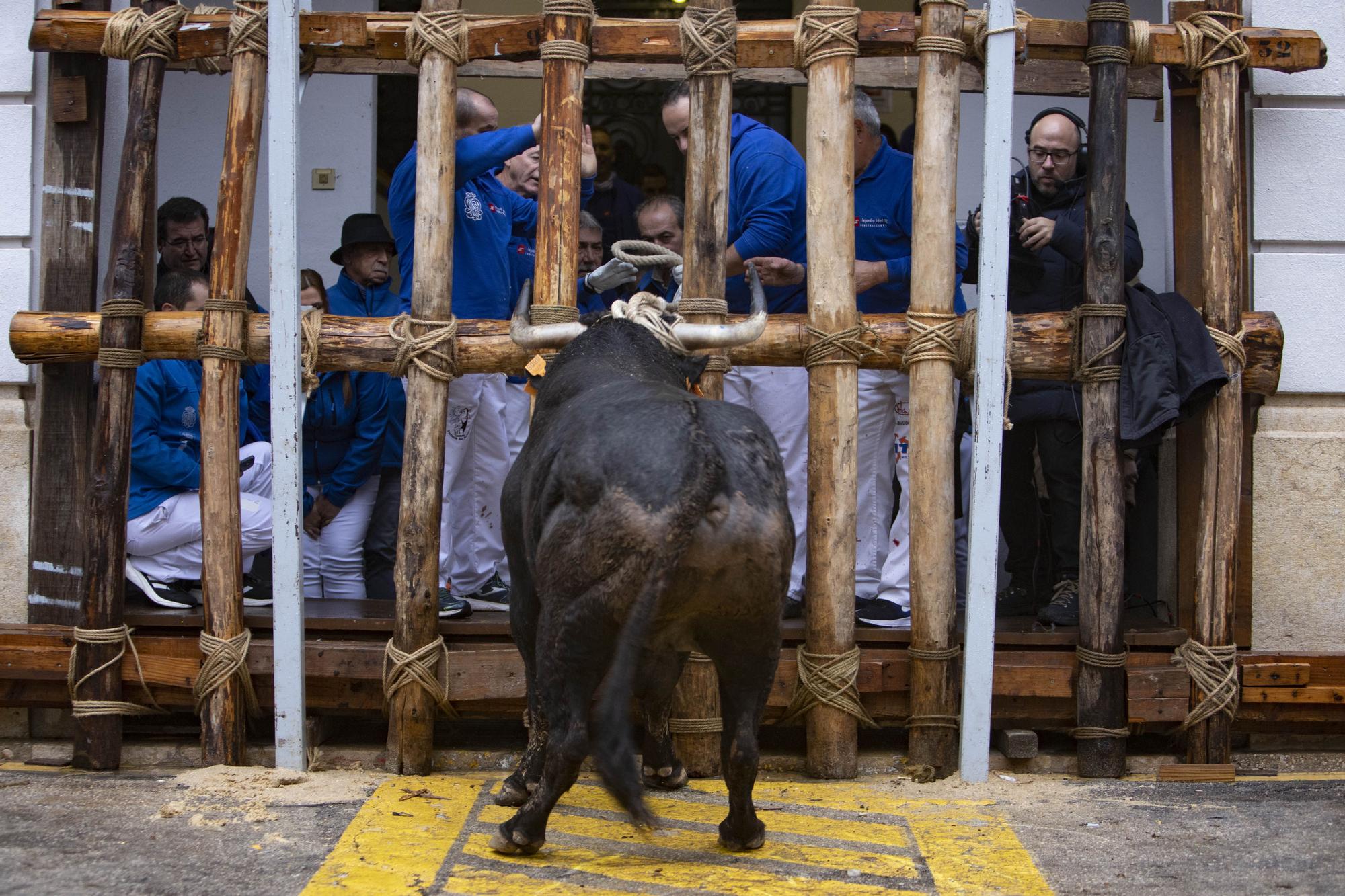 El "Bou en corda" vuelve al Pont Vell de Ontinyent