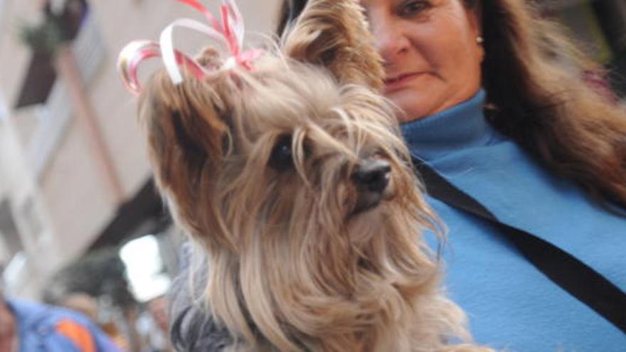 Torrevieja festeja San Antonio Abad con sus mascotas