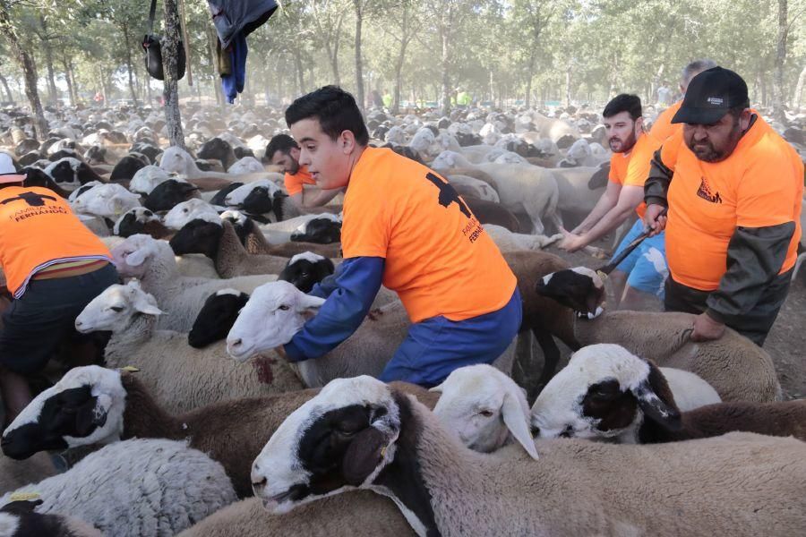 Fiesta de la Trashumancia en San Vitero