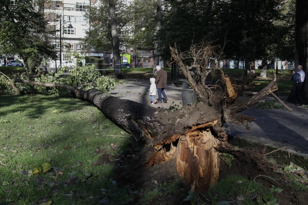 Daños por el temporal en Gijón.