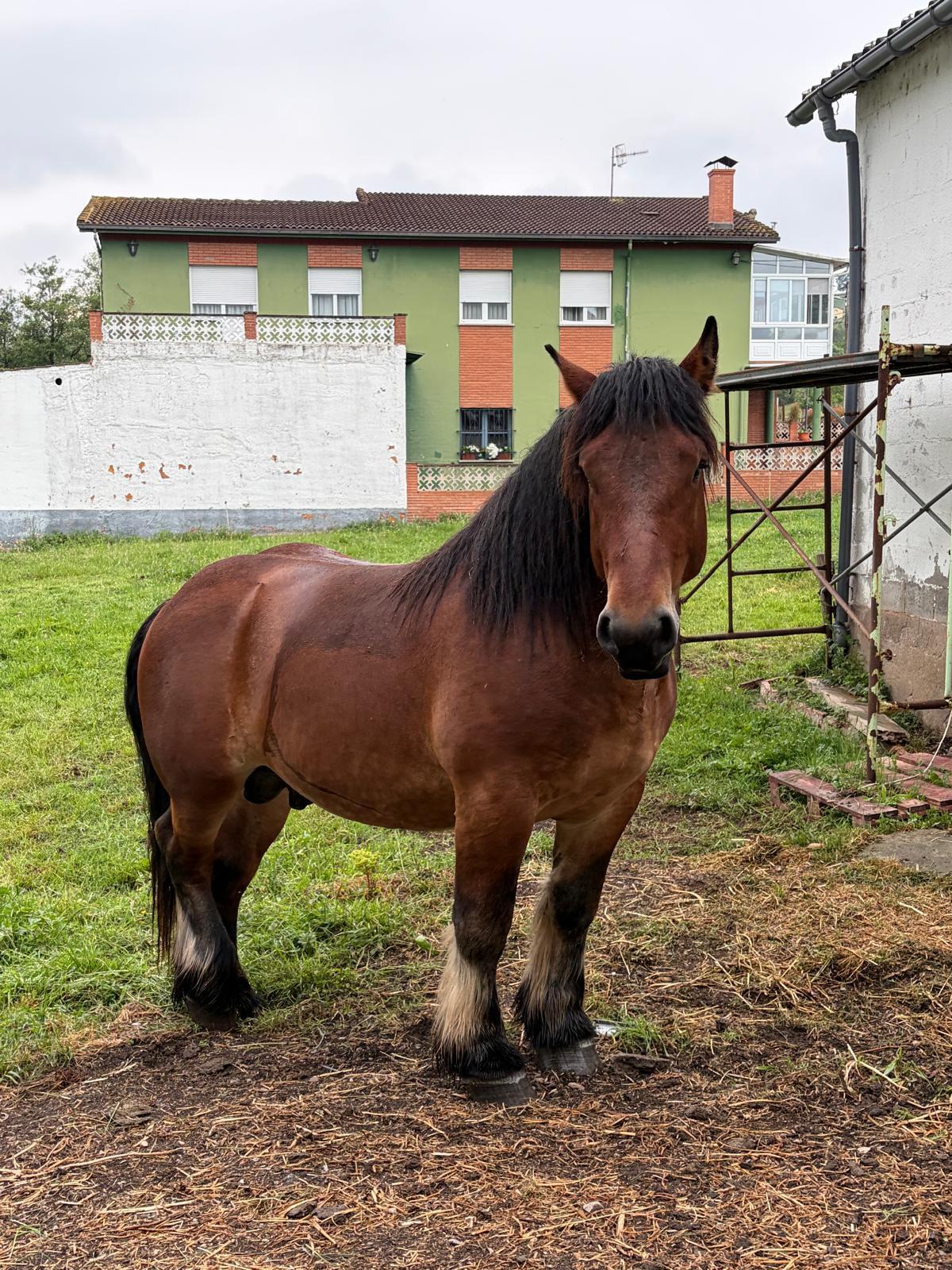 "Kempes", en Grado.