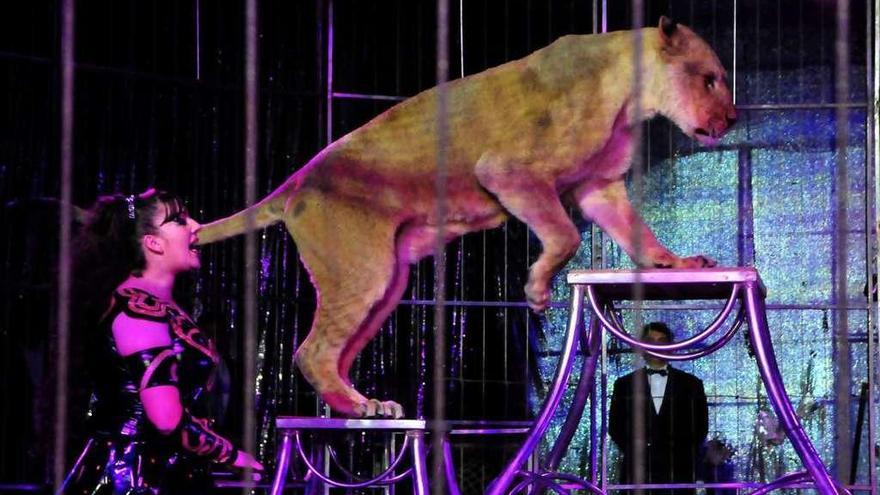 Espectáculo con animales salvajes en la actuación de un circo en Galicia.