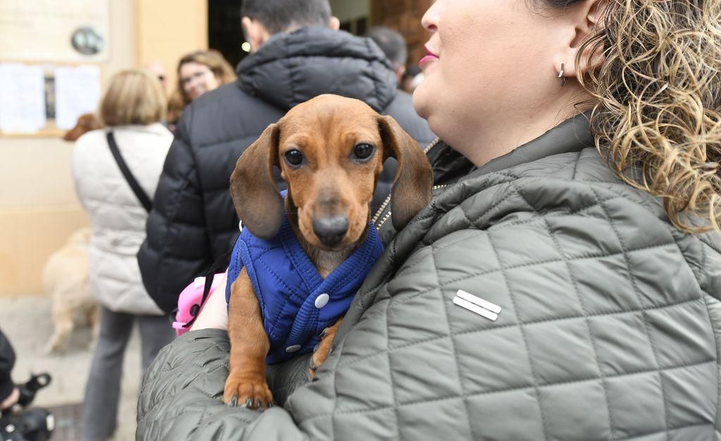 Así ha sido la bendición de animales por San Antón en Murcia