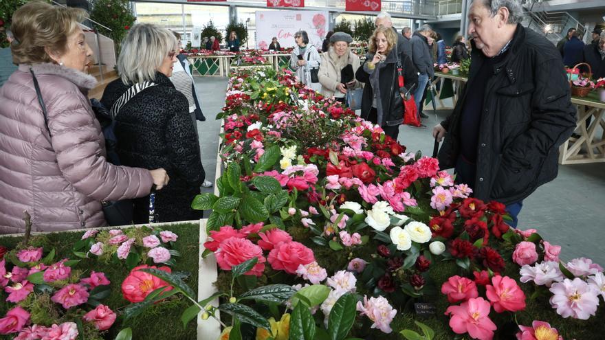 El jardín más bello de camelias florece en Vigo