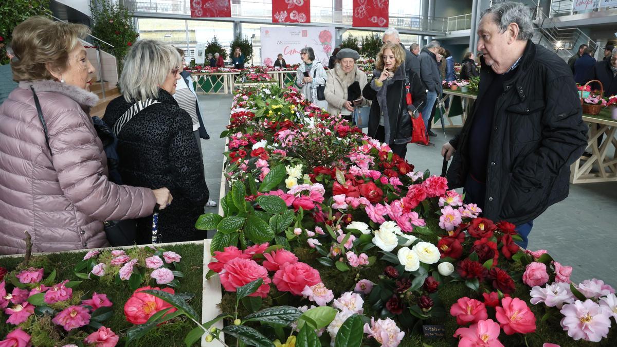 El jardín más bello de camelias florece en Vigo