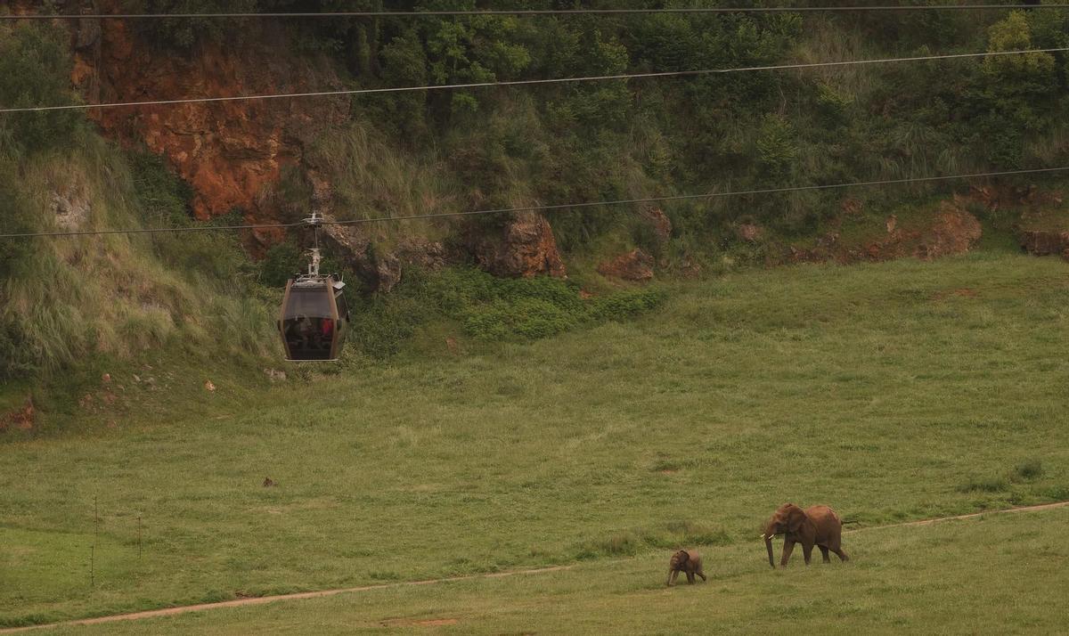 Una cabina de teleférico pasa por encima de dos elefantes en el Parque de la Naturaleza de Cabárceno.